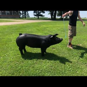 Meet your Posher, Elijah